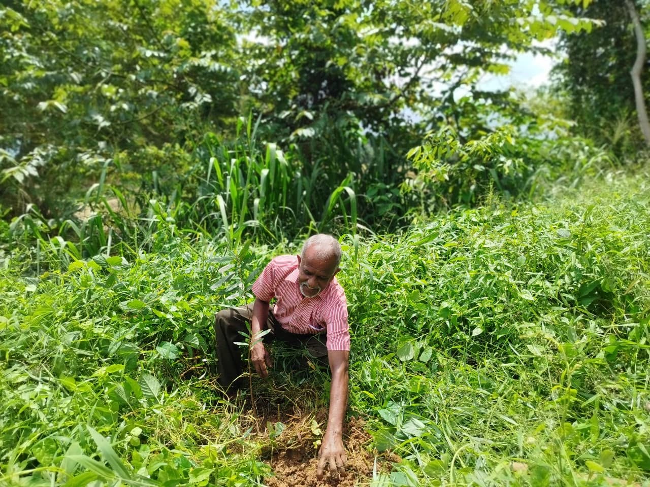 Tree Planting Program – Aranayaka Pradeshiya Lekam Division